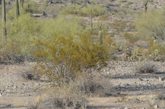 Larrea tridentata
