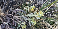 Alyssum desertorum