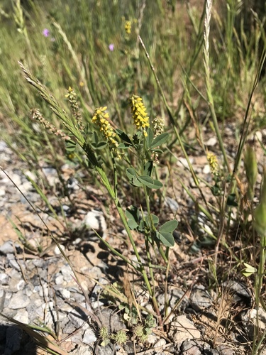 iNaturalist observation photo of small melilot