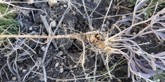 Alyssum desertorum