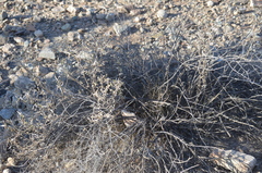Heliantheae