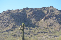 Carnegiea gigantea