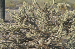 Cylindropuntia