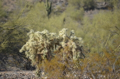 Cylindropuntia