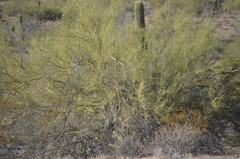 Parkinsonia