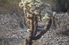 Cylindropuntia