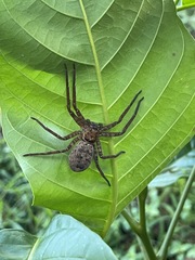 Heteropoda jugulans