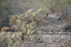 Cylindropuntia
