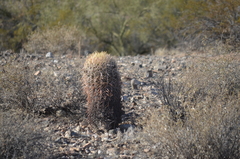 Ferocactus cylindraceus