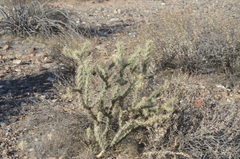 Cylindropuntia