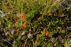 Coprosma perpusilla perpusilla