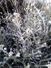 Plecostachys serpyllifolia