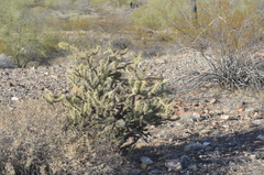 Cylindropuntia