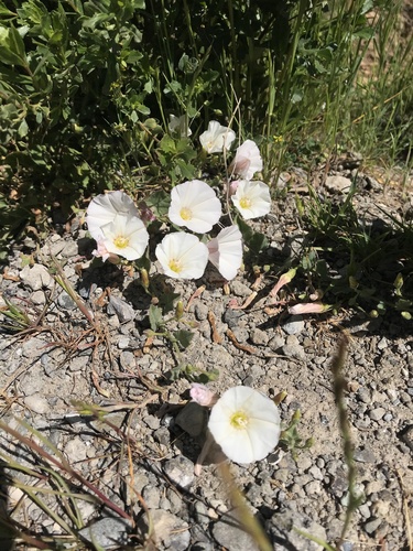 iNaturalist observation photo of field bindweed