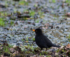 Turdus merula