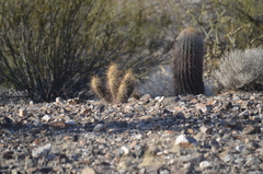 Echinocereus engelmannii engelmannii