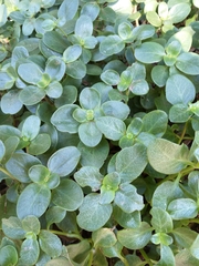 Crassula multicava multicava