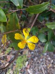 Ochna thomasiana