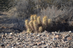 Echinocereus engelmannii engelmannii