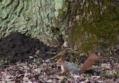 Sciurus vulgaris