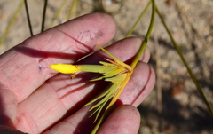 Bobartia filiformis