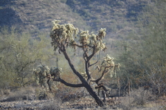 Cylindropuntia
