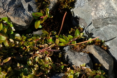 Epilobium brevipes