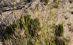 Bobartia filiformis