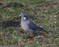 Columba palumbus