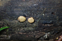 Hypocreaceae