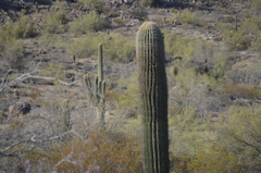 Carnegiea gigantea