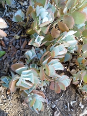 Kalanchoe longiflora
