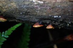 Hypocreaceae