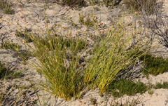 Bobartia filiformis