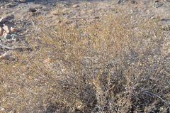 Heliantheae