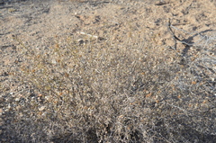 Heliantheae