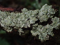 Rhizocarpaceae