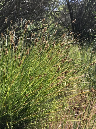 iNaturalist observation photo of true sedges