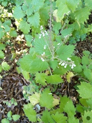 Coleus grandidentatus