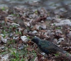Sturnus vulgaris