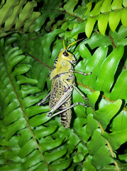 Taeniopoda citricornis