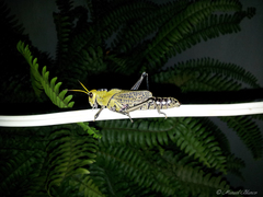 Taeniopoda citricornis