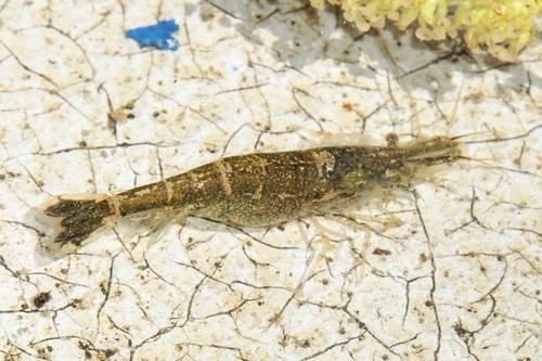 Atyaephyra acheronensis