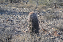 Carnegiea gigantea