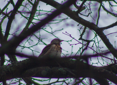 Turdus pilaris
