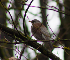 Turdus pilaris