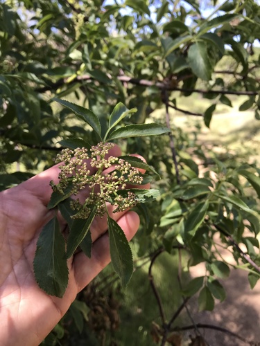 iNaturalist observation photo of blue elder