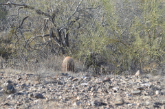 Ferocactus cylindraceus