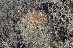 Ferocactus cylindraceus