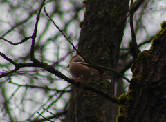 Coccothraustes coccothraustes